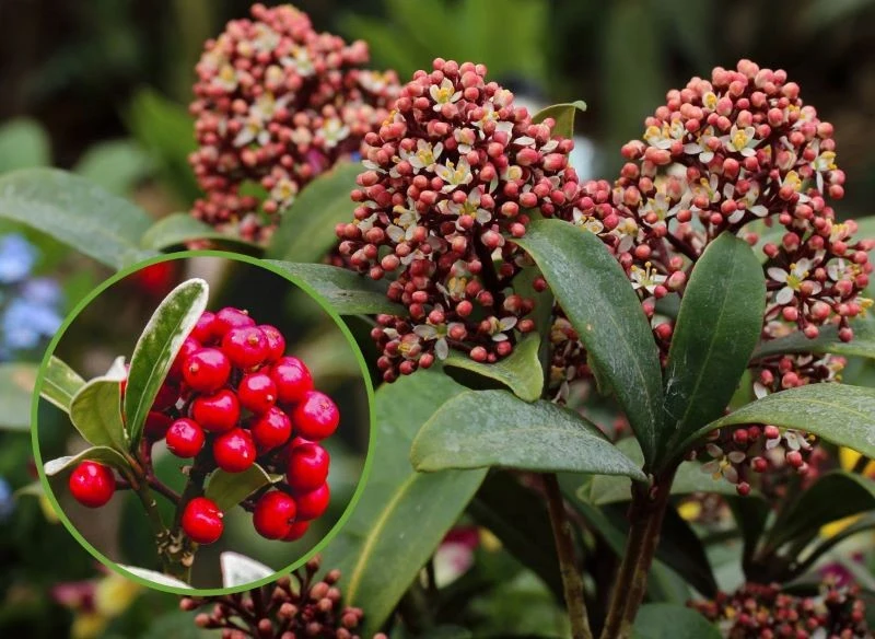 Dekoracją skimii japońskiej są zarówno pąki kwiatowe, kwiaty, jak i późne owoce