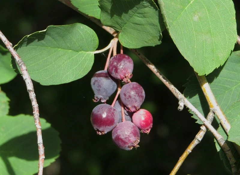 Owoce świdośliwy są słodkie, słodko-kwaśne lub lekko cierpkie z orzechowym posmakiem, wszystko zależy od wybranej odmiany oraz warunków uprawy