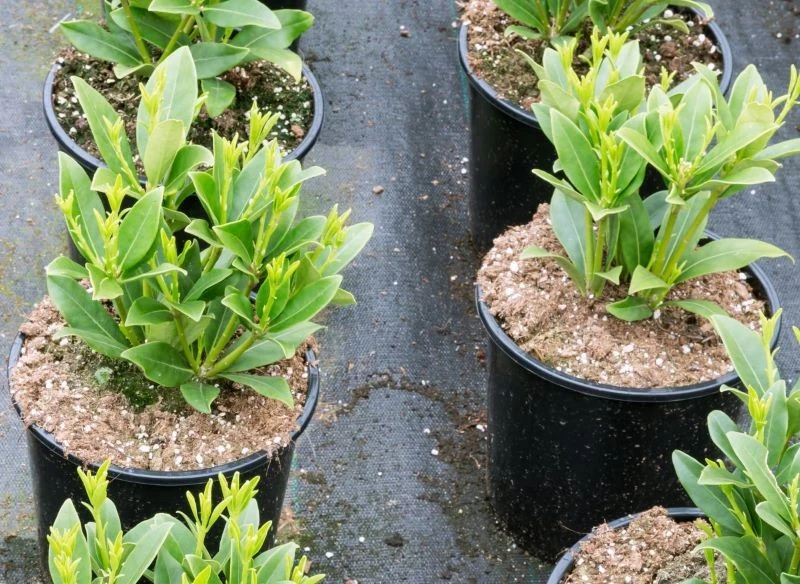 Młode sadzonki skimii wyglądają bardzo niepozornie, ale gdy roślina ukorzeni się i urośnie, potrafi zrobić furorę w ogrodzie