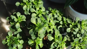 Aichryson często nazywany jest drzewkiem miłości.