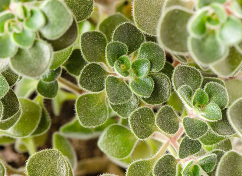 Aichryson ma mięsiste liście, które pokryte są delikatnym meszkiem