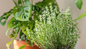 Uprawa tymianku w doniczce to sposób na świeże zioła przez cały rok.