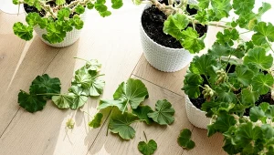 Pielęgnacja pelargonii w zimie. W styczniu potrzebują ważnego zabiegu, by obudzić się na wiosnę
