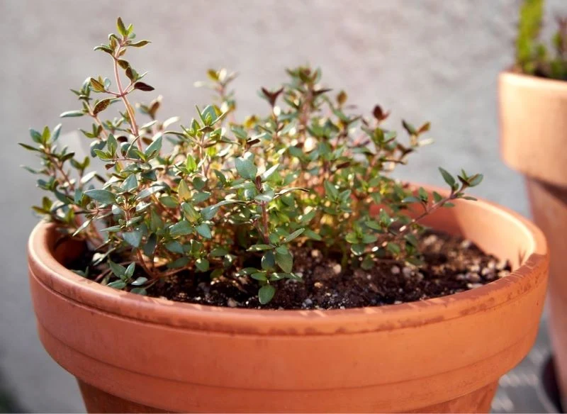 Tymianek w okresie wiosennym i latem warto wystawiać na zewnątrz, a zimą możesz z powodzeniem uprawiać go w domowym zaciszu