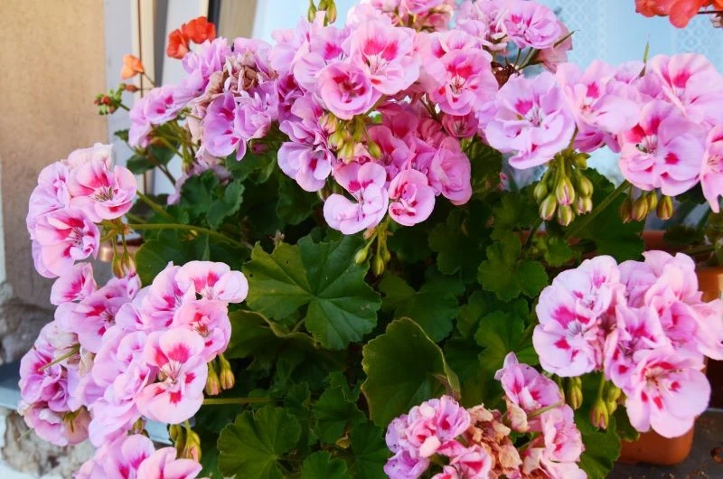 Pelargonie po zimowaniu bujnie się rozrosną i pięknie zakwitną