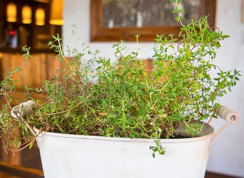 Tymianek można uprawiać w różnych pojemnikach, ważne, aby przygotować roślinie dobry drenaż i zachować wilgotne, ale nie mokre podłoże