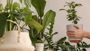 Jakie rośliny doniczkowe będą modne w 2025 roku? Wielkie powroty wielu ucieszą, znów można powiększyć kolekcję ulubionych gatunków.