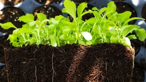 Winter sowing. Co wysiać zimą i jak to zrobić krok po kroku?