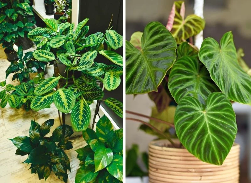 Na liście trendów roślin doniczkowych w 2025 roku wysoka uplasował się wyrazisty filodendron oraz niezmiennie modna Calathea