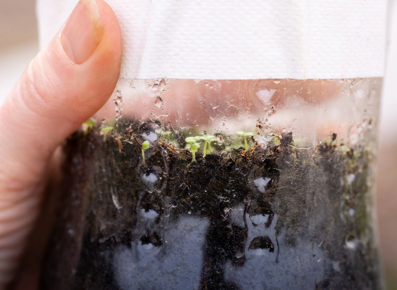 Winter sowing to ekonomiczny sposób na wysiew kwiatów, warzyw i ziół.