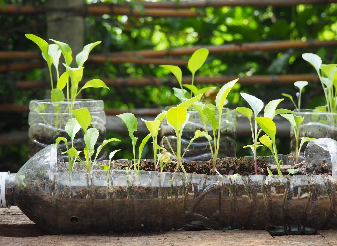 Winter sowing to ekonomiczna i ekologiczna metoda siania roślin w startych butelkach.