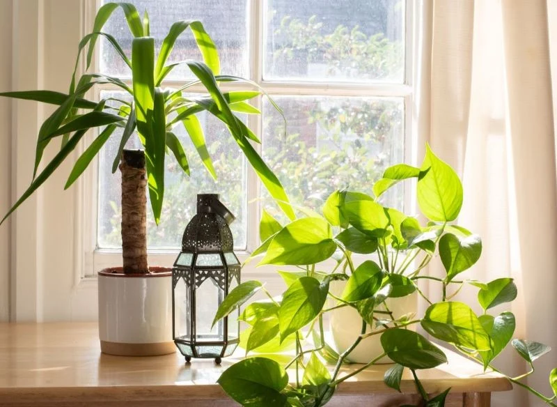 Okazuje się, że sezon 2025 skradły doniczkowe gatunki zielone, których największym walorem są efektownie wybarwione, połyskujące w słońcu liście