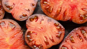 Duże, smaczne i soczyste. Te odmiany pomidorów będą hitem w nadchodzącym sezonie