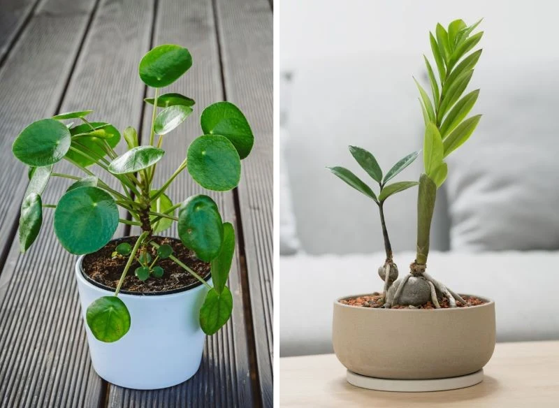 Wielki powrót dobrze znanych gatunków roślin doniczkowych niejednego ucieszy