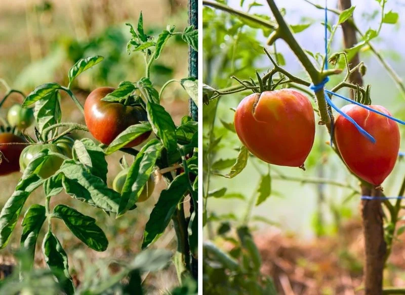 Różne odmiany pomidorów poznasz przede wszystkim po wyglądzie owoców