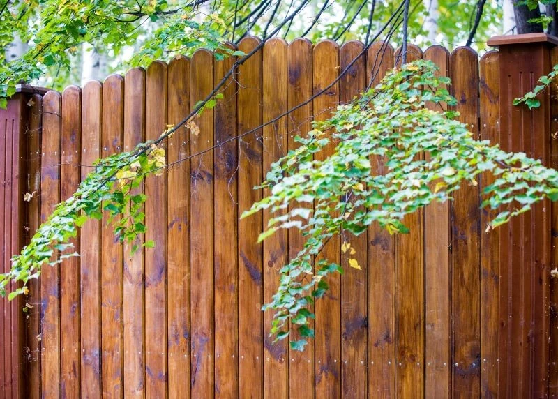 Gałęzie, które przewieszają się nad płotem, często doprowadzają do poważnych sporów sąsiedzkich