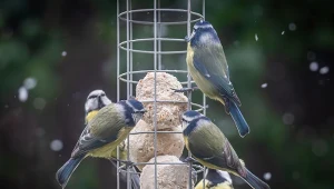 Dokarmianie ptaków zimą to duża odpowiedzialność, musisz wiedzieć, co im podawać, by rzeczywiście pomagać, a nie szkodzić skrzydlatym gościom.