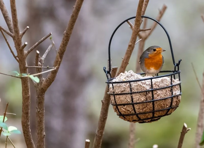 Ziarna dla ptaków można podawać w formie sypkiej, ale łatwiej przygotować tłuszczowe, energetyczne kule, które chętnie dziobią rozmaite gatunki, ni...