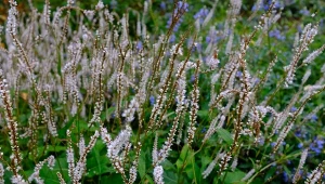 Niektóre odmiany rdestu himalajskiego mają białe lub różowe kwiaty.