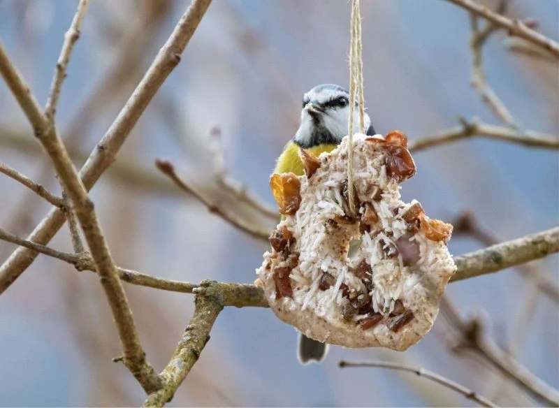 Zastanów się nad formą podania gotowych kul - siatki są wygodne, ale mało bezpieczne, a koszyczki trzeba regularnie czyścić