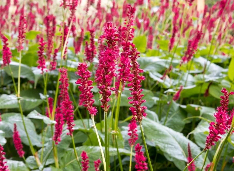 Rdest himalajski 'Firetail' ma kwiaty w intensywnie czerwonym kolorze