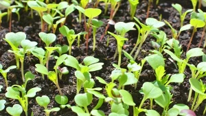 Rukolę wysiejmy w styczniu w szklarni jako przedplon dla pomidorów.