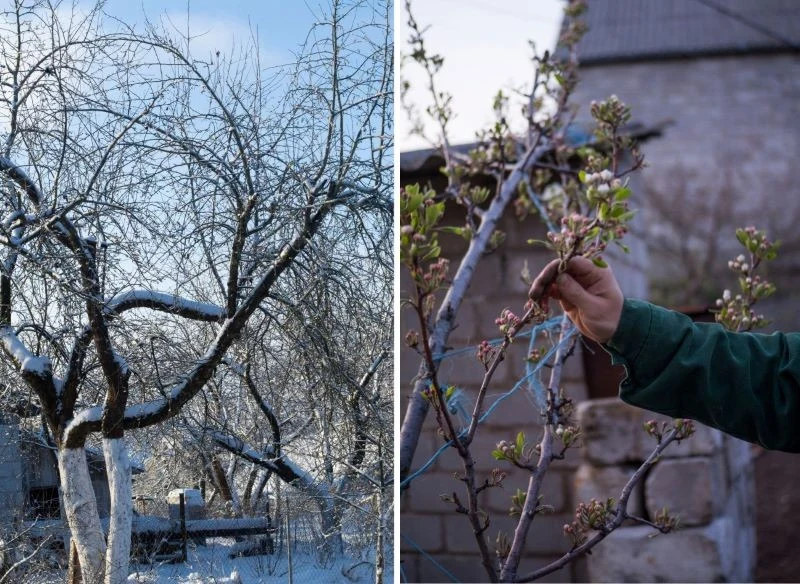 Zimowe cięcie roślin w ogrodzie może pomóc im we wzroście i kwitnieniu, jednak tylko wtedy, gdy wykonasz je we właściwym czasie oraz odpowiednią me...