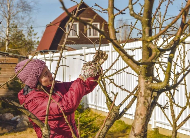 Przycinanie drzew zimą nie dla wszystkich gatunków jest bezpieczne