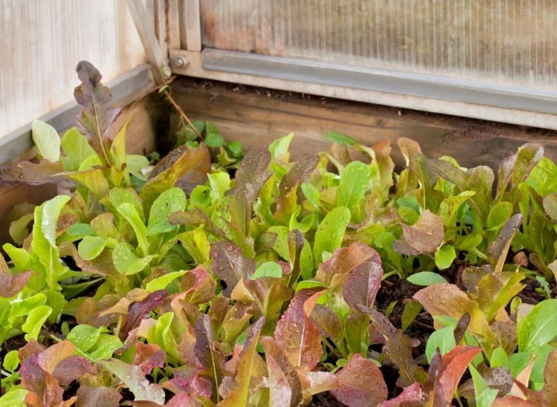Początek roku to dobry czas na siew w szklarni różnych gatunków sałat