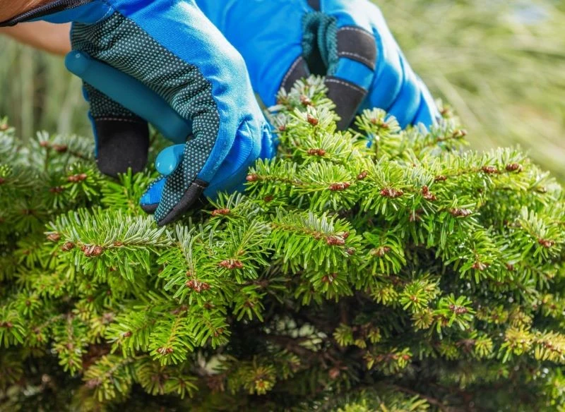 Pewnych zabiegów pielęgnacyjnych lepiej nie przyspieszać, by roślina nie zużywała cennej energii, potrzebnej do przetrwania zimy