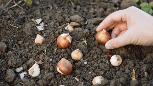 Czy tulipany można sadzić w styczniu? Zakwitną nieco później, ale równie pięknie