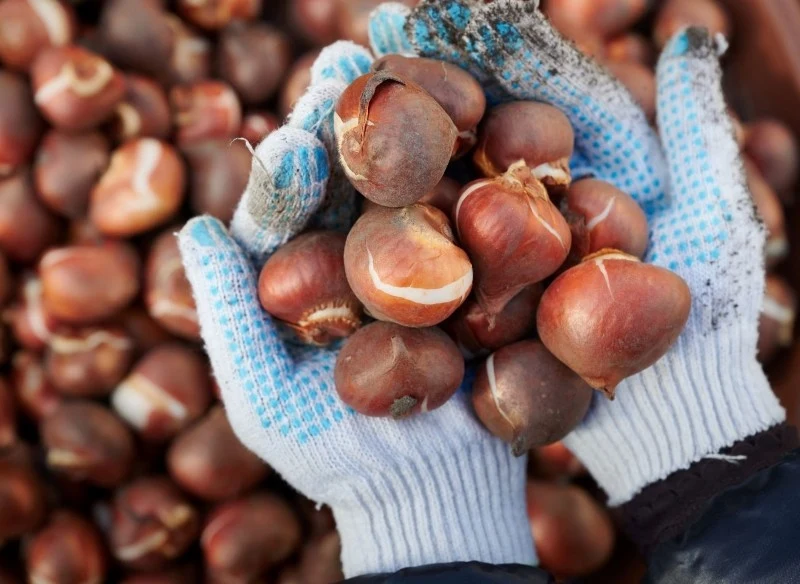 Tulipany można sadzić w styczniu, pod warunkiem, że gleba nie jest zamarznięta