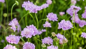 Driakiew gołębia kwitnie imponująco długo i bardzo obficie.