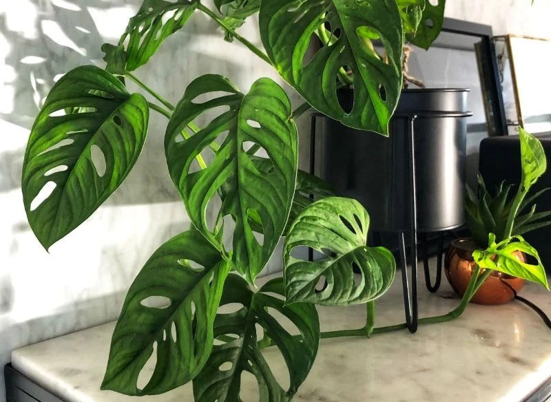 Regularne zraszanie liści monstery zapewnia roślinie warunki podobne do tych, które ma w naturze