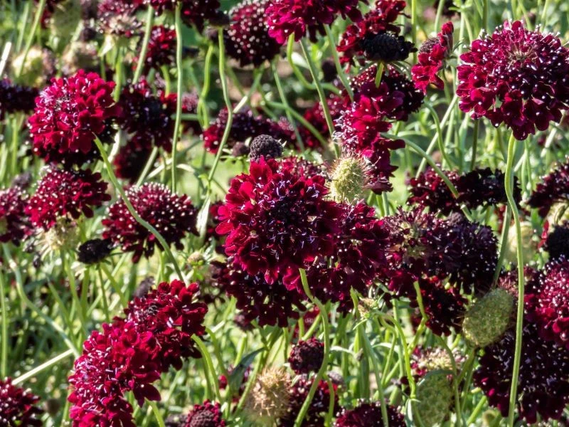 Driakiew gołębia występuje nie tylko w pastelowych kolorach