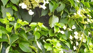 Rośliny na elewacji pomogą zmniejszyć rachunki za ogrzewanie domu. Jedną nich jest hortensja pnąca.