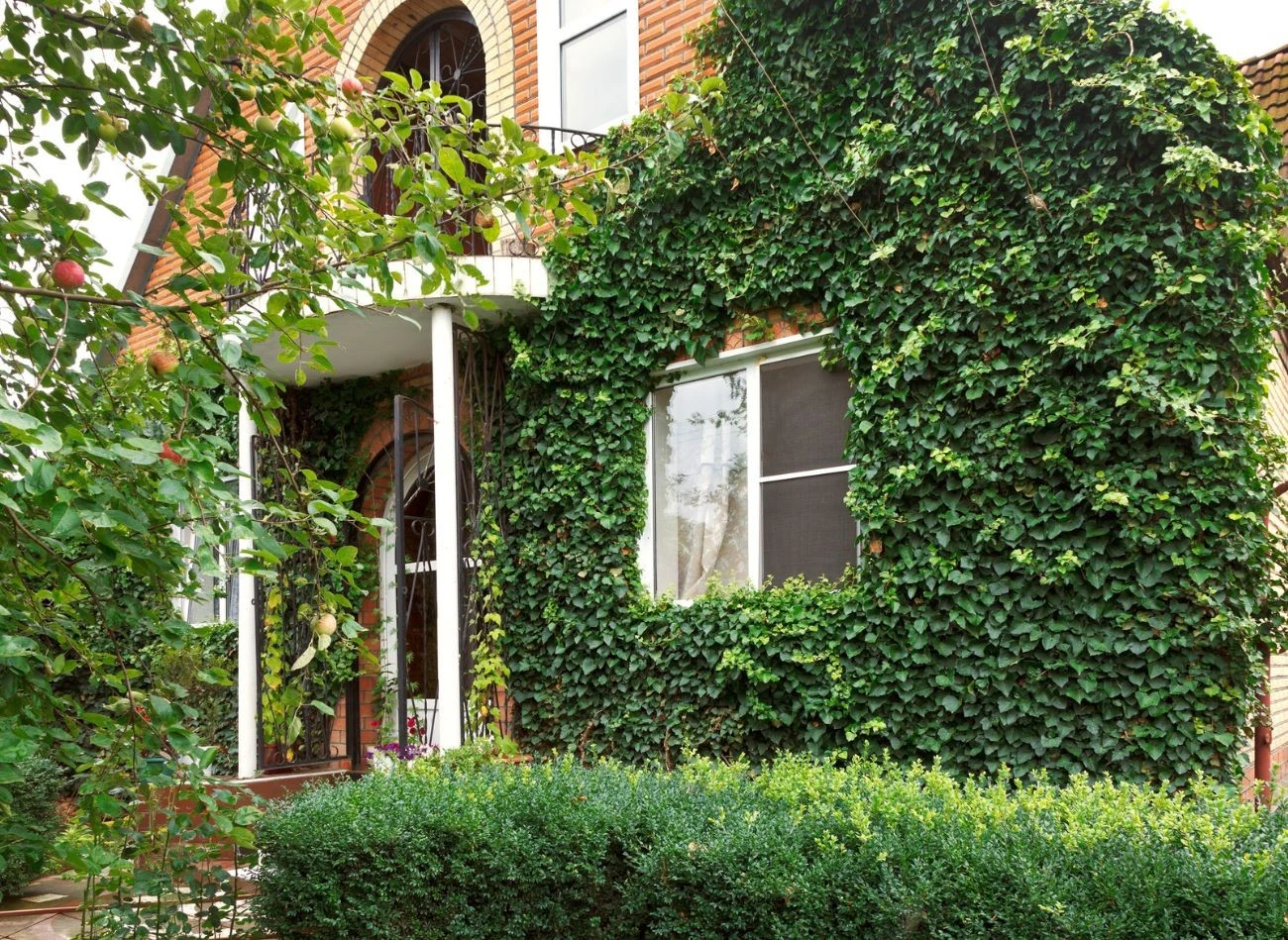 Zielone ściany zewnętrzne domów mogą pozytywnie wpływać na zmniejszenie strat ciepła.