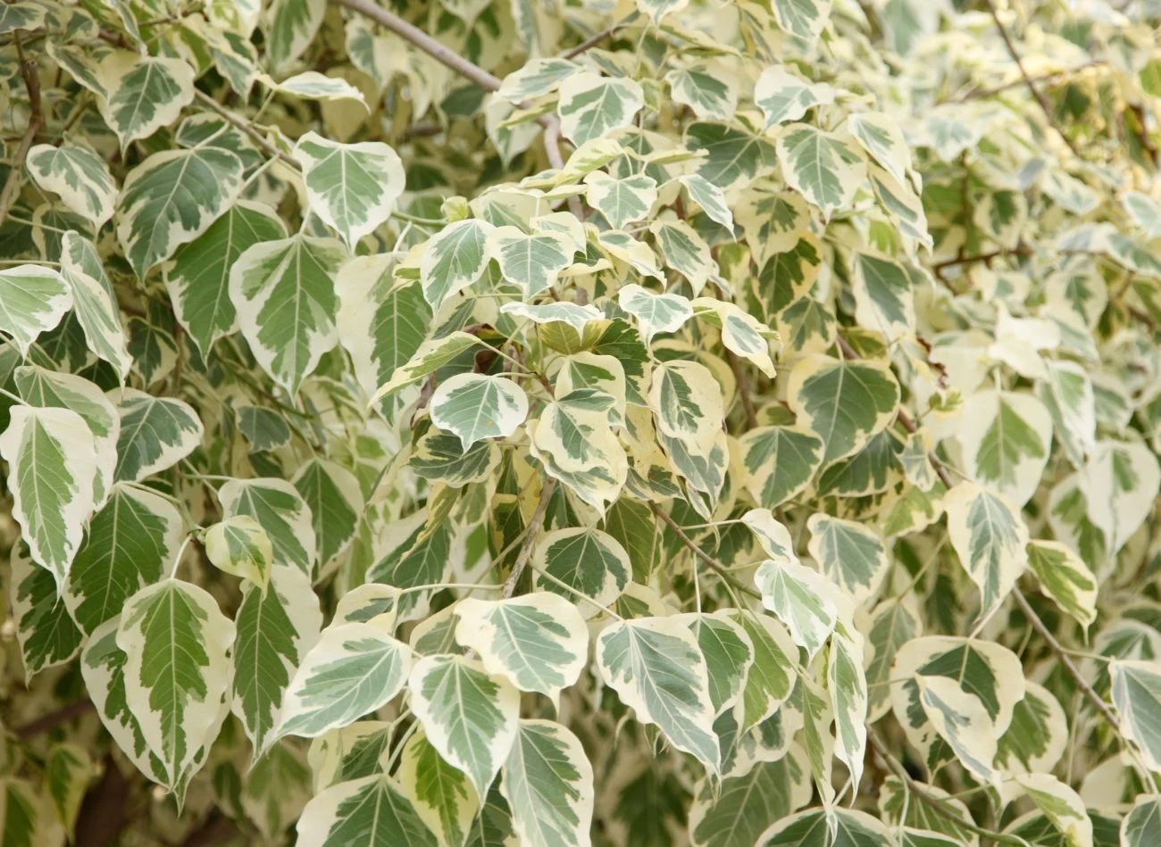 Trzmielina Fortune’a jest idealna rośliną na elewacje domu.