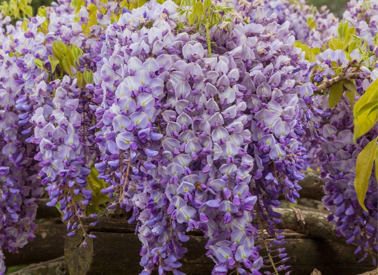 Glicynia oprócz walorów estetycznych ma też inne