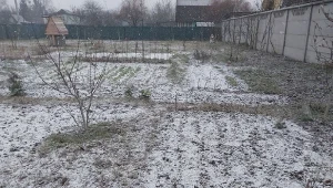 Zimą ściółka z kartonów pełni też funkcje izolacyjne i ochronne dla roślin. Fot.Oleg Prokopenko