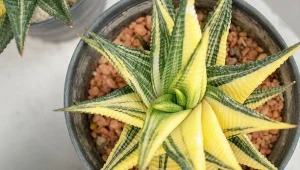 Haworsja limifolia 'Variegata' to jedna z piękniejszych odmian gatunku.