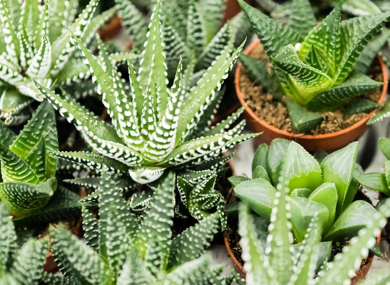 Haworsje lubią jasne stanowisko, ale nie bezpośrednio nasłonecznione.