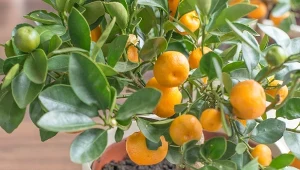 Mandarynkę z powodzeniem można uprawiać w warunkach domowych. Jak pielęgnować drzewko mandarynkowe?