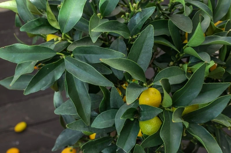 Mandarynka w doniczce powinna mieć stale wilgotne podłoże