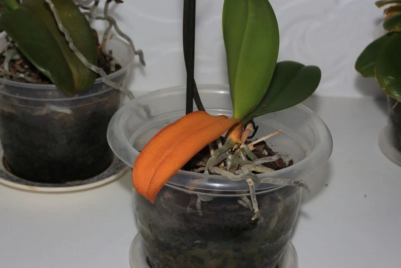 Liście storczyków mogą żółknąć m.in. z powodu złego stanowiska.