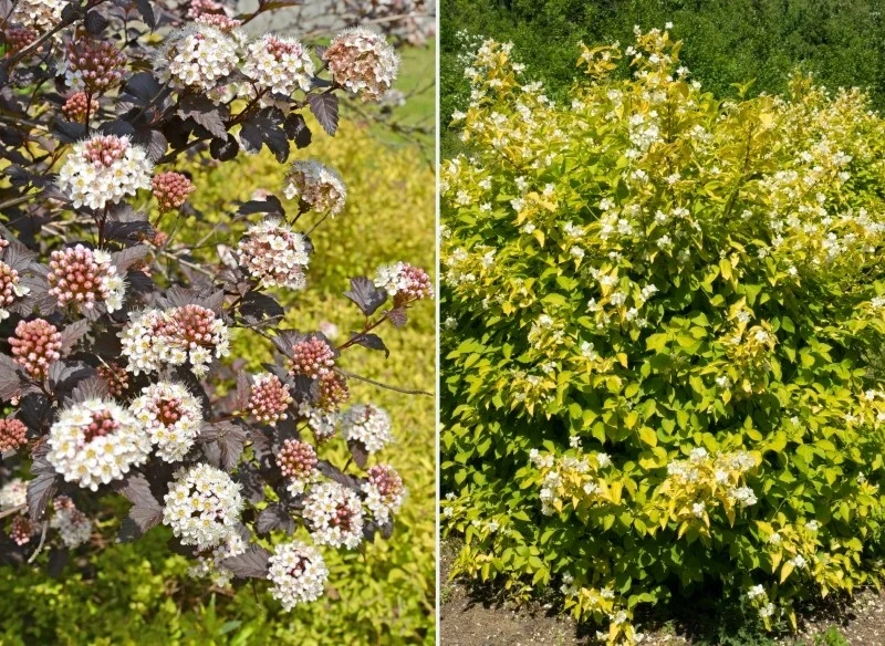 Poznaj najlepsze rośliny na dwukolorowy żywopłot