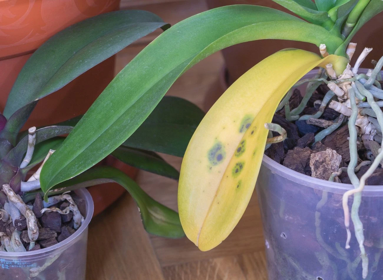 Żółknięcie liści to częsty problem w  Zwykle jest ono pierwszym wyraźnym sygnałem złej kondycji rośliny. Fot. Gheorghe Mindru