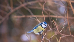 Modraszki to waleczne, a  czasem wręcz agresywne ptaki.