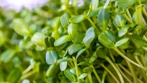 Podpowiadamy, czym są mikrolistki i dlaczego warto je uprawiać.