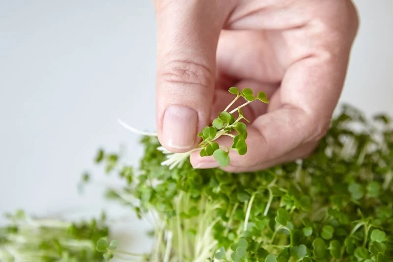 Mikrolistki są bombą witamin i składników mineralnych